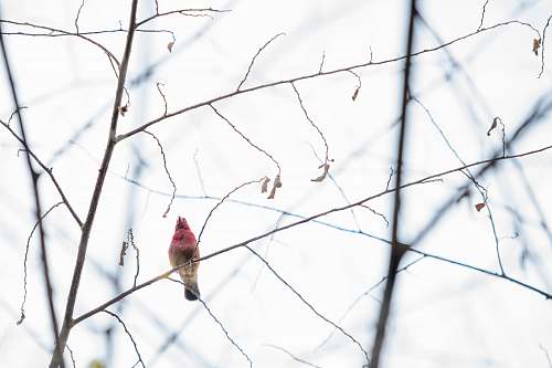 dar es salaam red bird on tree branch finch